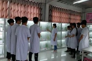 中藥專業(yè)介紹